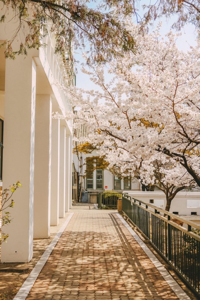 A path lined with cherry blossoms and columns.